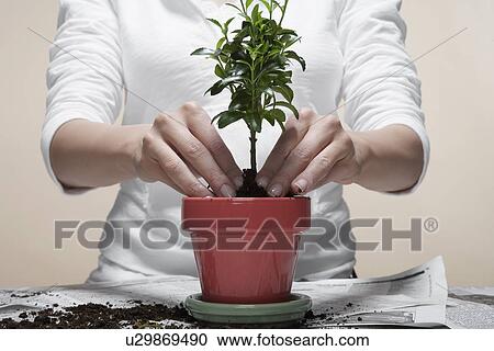 Stock Image - Woman's hands planting houseplant (close-up, midsection). Fotosearch