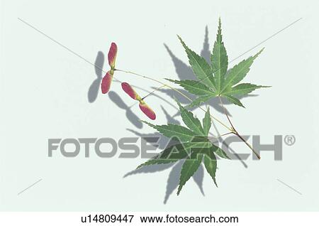Stock Photo - A Leaf And A Red Fruit. Fotosearch