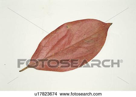 Autumn Leaves View Large Photo Image Picture - Autumn Leaves. Fotosearch