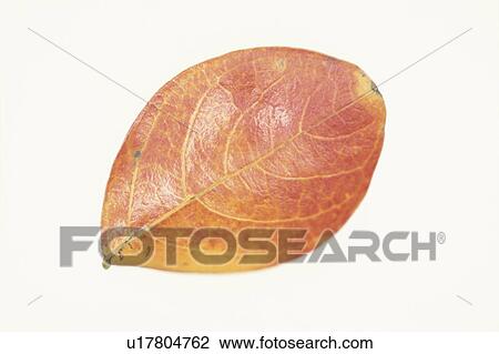 Autumn Leaves View Large Photo Image Stock Image - Autumn Leaves. Fotosearch