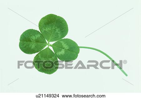 Picture - Clover With Four Leaves. Fotosearch