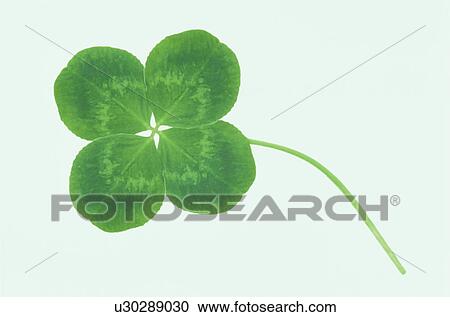 Stock Image - Clover With Four Leaves. Fotosearch