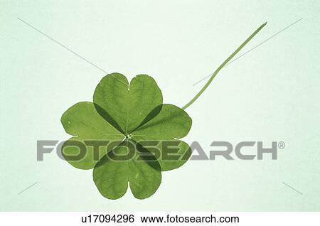 Clover With Four Leaves View Large Photo Image Stock Photograph - Clover With Four Leaves. Fotosearch