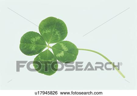 Clover With Four Leaves View Large Photo Image Stock Photograph - Clover With Four Leaves. Fotosearch