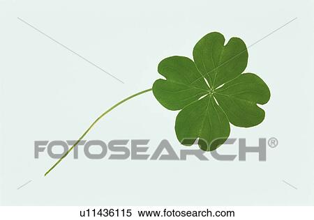 Stock Photography - Clover With Four Leaves. Fotosearch