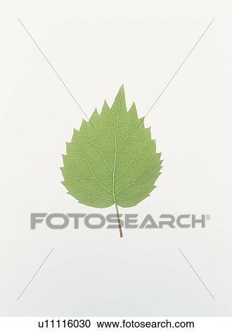 Green Leaf View Large Photo Image Stock Image - Green Leaf. Fotosearch