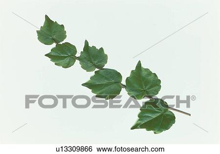 Ivy View Large Photo Image Stock Photograph - Ivy. Fotosearch