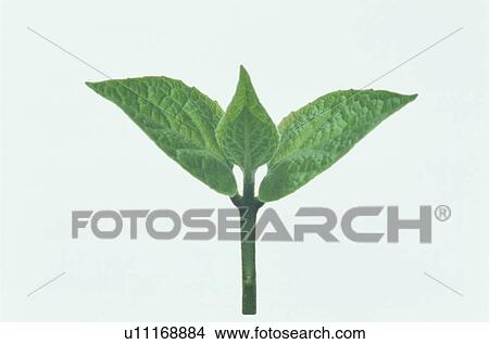 Leaf View Large Photo Image Picture - Leaf. Fotosearch