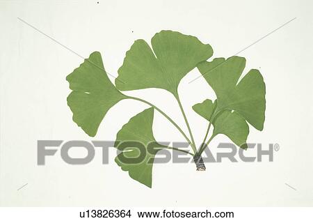 Leaf View Large Photo Image Picture - Leaf. Fotosearch