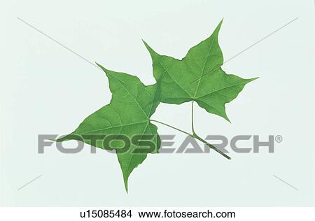 Picture - Leaf. Fotosearch