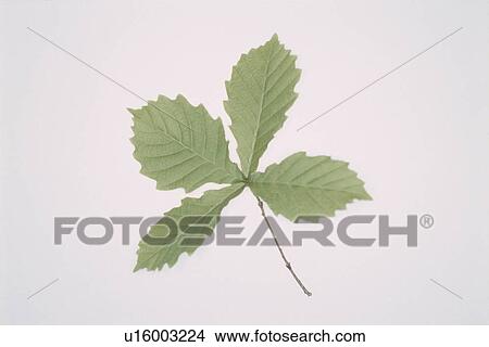 Leaf View Large Photo Image Picture - Leaf. Fotosearch