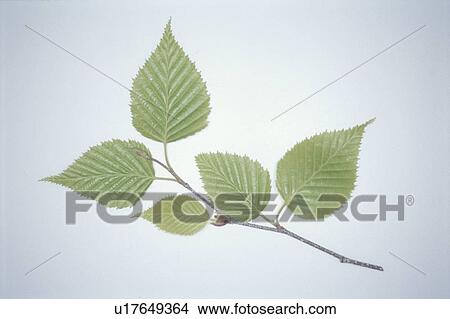 Leaf View Large Photo Image Picture - Leaf. Fotosearch