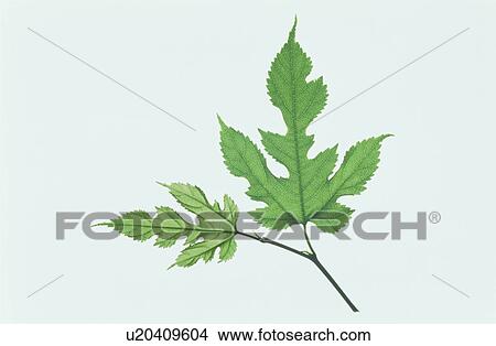 Leaf View Large Photo Image Picture - Leaf. Fotosearch