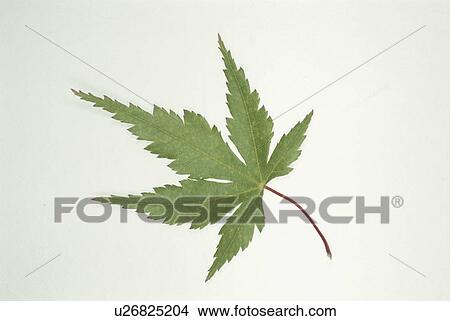 Leaf View Large Photo Image Picture - Leaf. Fotosearch