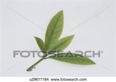 Picture - Leaf. Fotosearch