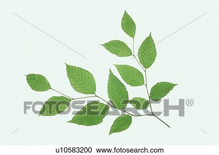 Leaf View Large Photo Image Stock Image - Leaf. Fotosearch