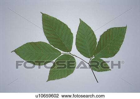 Stock Image - Leaf. Fotosearch