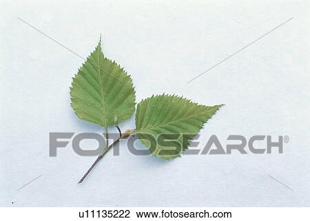 Leaf View Large Photo Image Stock Image - Leaf. Fotosearch