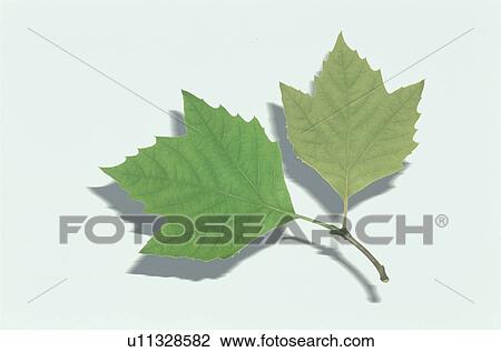 Leaf View Large Photo Image Stock Image - Leaf. Fotosearch