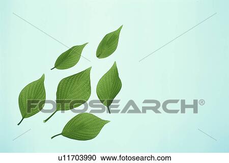 Stock Image - Leaf. Fotosearch