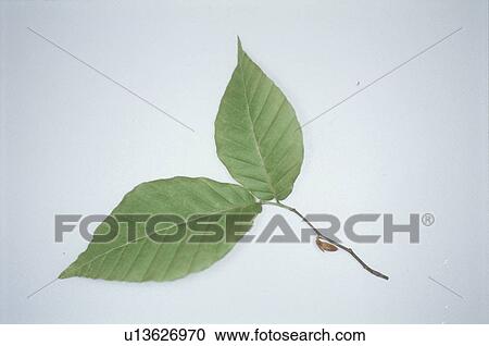Leaf View Large Photo Image Stock Image - Leaf. Fotosearch