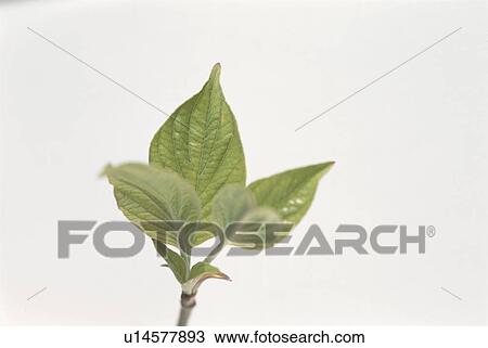 Leaf View Large Photo Image Stock Image - Leaf. Fotosearch
