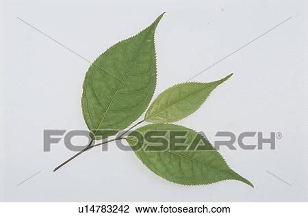 Stock Image - Leaf. Fotosearch