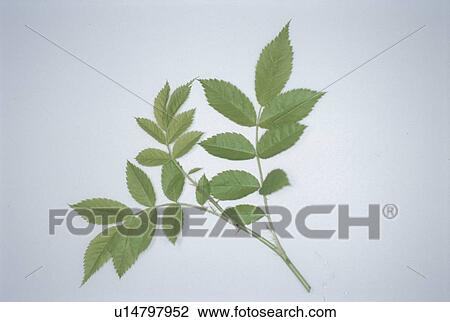 Leaf View Large Photo Image Stock Image - Leaf. Fotosearch