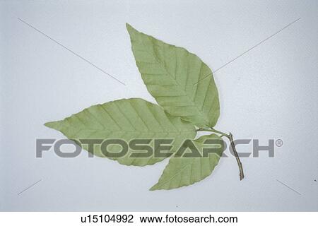 Leaf View Large Photo Image Stock Image - Leaf. Fotosearch