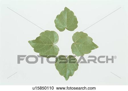 Leaf View Large Photo Image Stock Image - Leaf. Fotosearch