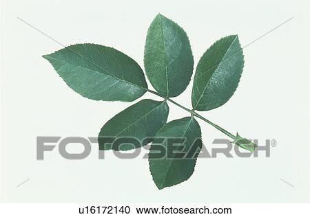 Stock Image - Leaf. Fotosearch