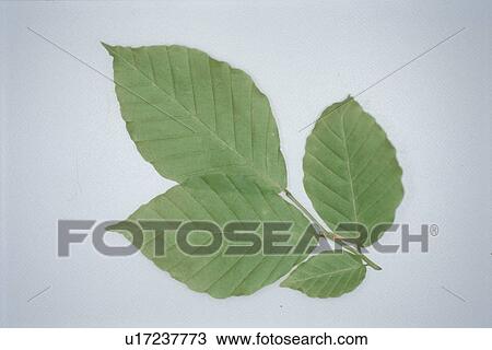 Stock Image - Leaf. Fotosearch