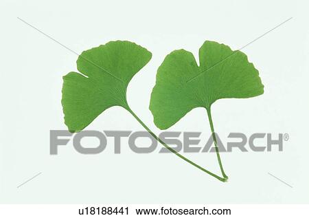 Stock Image - Leaf. Fotosearch