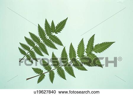 Stock Image - Leaf. Fotosearch