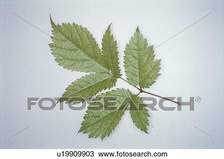 Leaf View Large Photo Image Stock Image - Leaf. Fotosearch