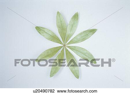 Leaf View Large Photo Image Stock Image - Leaf. Fotosearch