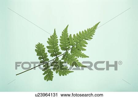 Stock Image - Leaf. Fotosearch
