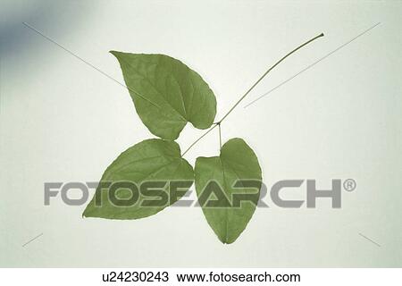 Stock Image - Leaf. Fotosearch