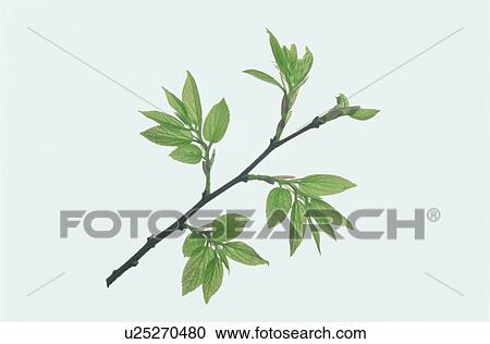 Leaf View Large Photo Image Stock Image - Leaf. Fotosearch