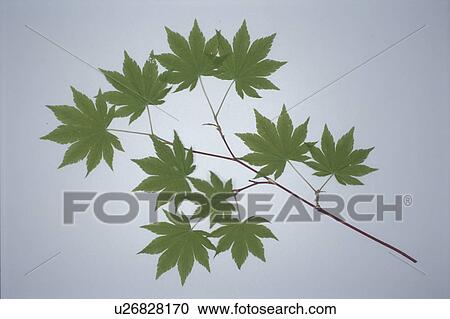Leaf View Large Photo Image Stock Image - Leaf. Fotosearch