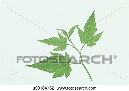 Leaf View Large Photo Image Stock Image - Leaf. Fotosearch