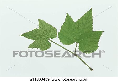 Leaf View Large Photo Image Stock Photo - Leaf. Fotosearch