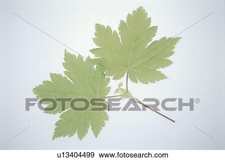 Leaf View Large Photo Image Stock Photo - Leaf. Fotosearch