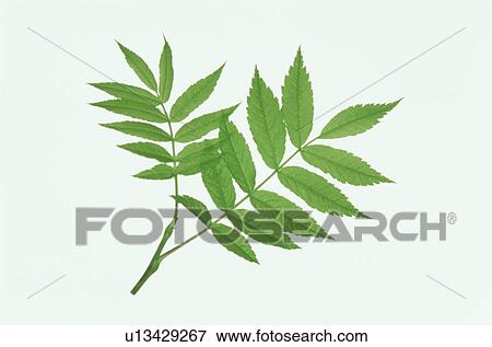 Leaf View Large Photo Image Stock Photo - Leaf. Fotosearch