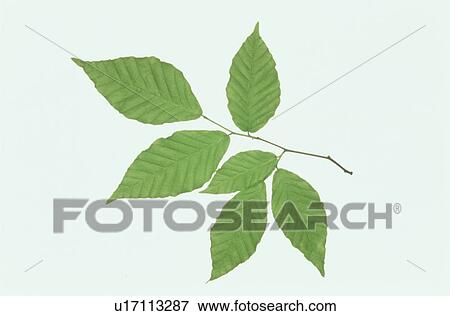 Leaf View Large Photo Image Stock Photo - Leaf. Fotosearch