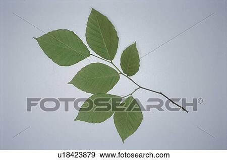Leaf View Large Photo Image Stock Photo - Leaf. Fotosearch