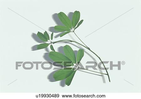 Stock Photo - Leaf. Fotosearch