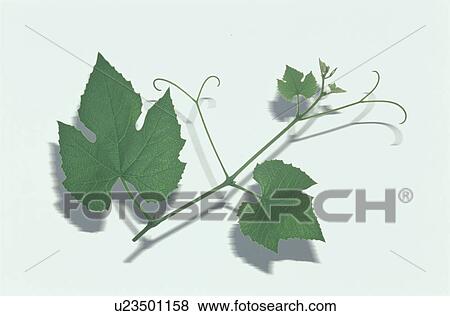 Leaf View Large Photo Image Stock Photo - Leaf. Fotosearch