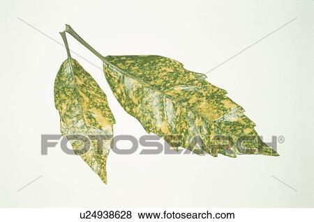 Stock Photo - Leaf. Fotosearch