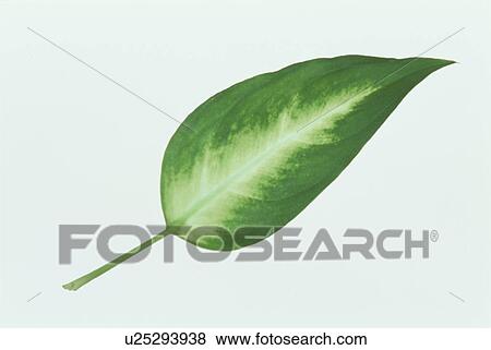 Stock Photo - Leaf. Fotosearch